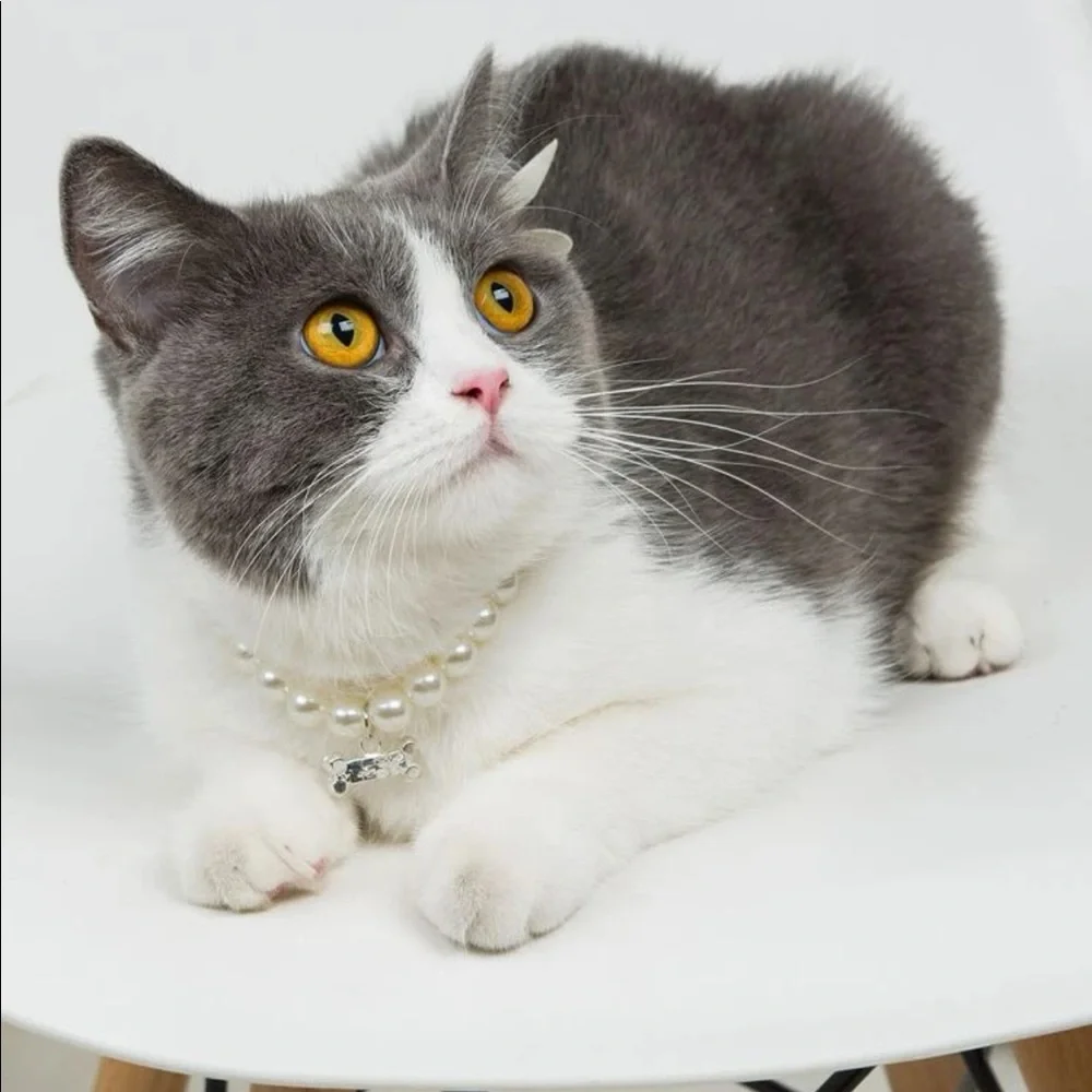 Rhinestone Decor Pet Necklace 🐈